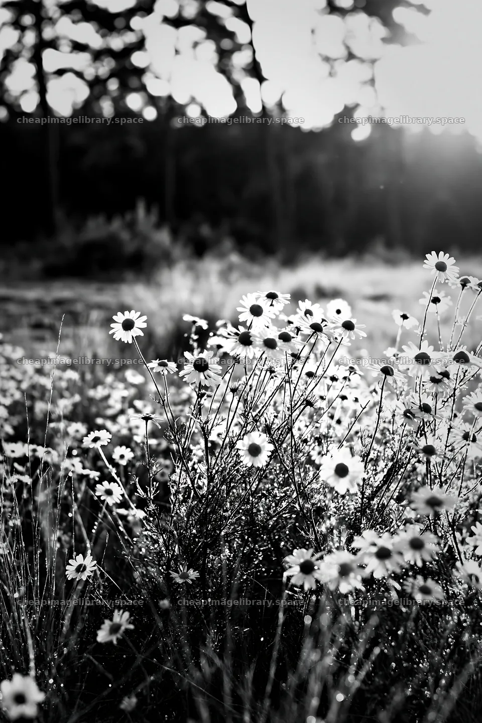 Chamomile meadow for wellness campaign in sunny field setting – image library 6480x9722