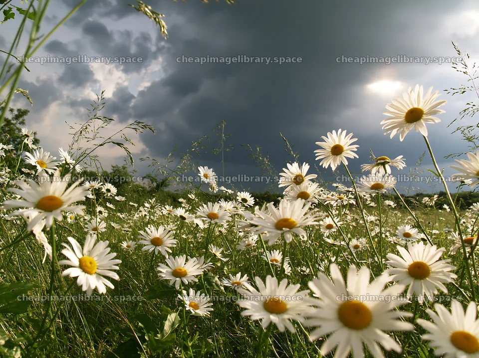 Daisies growing in an apple meadow under dark clouds – image library 9174x6866