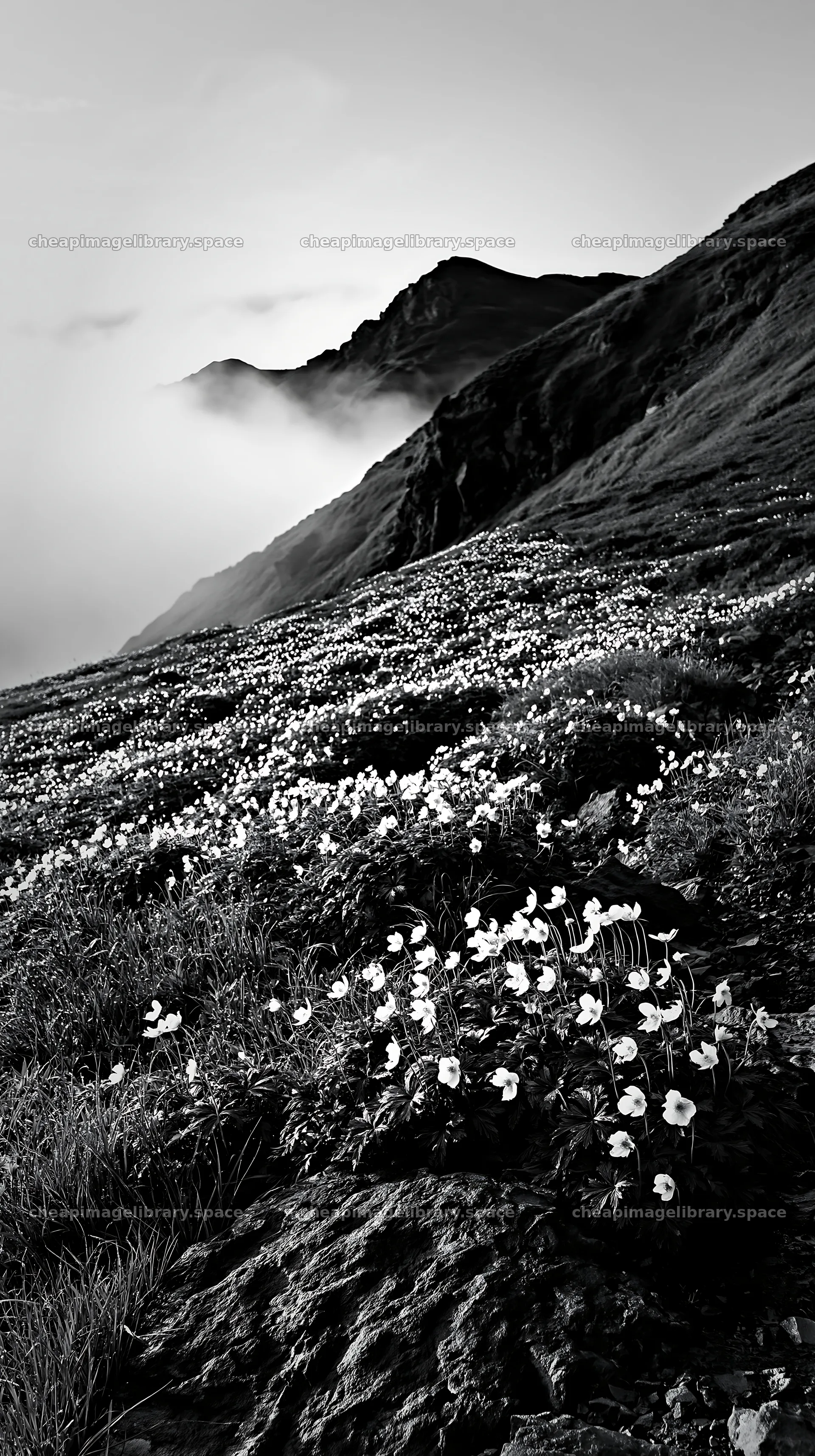 Toyama alpine meadow snowmelt rock foreground with flowers – image library 5938x10608