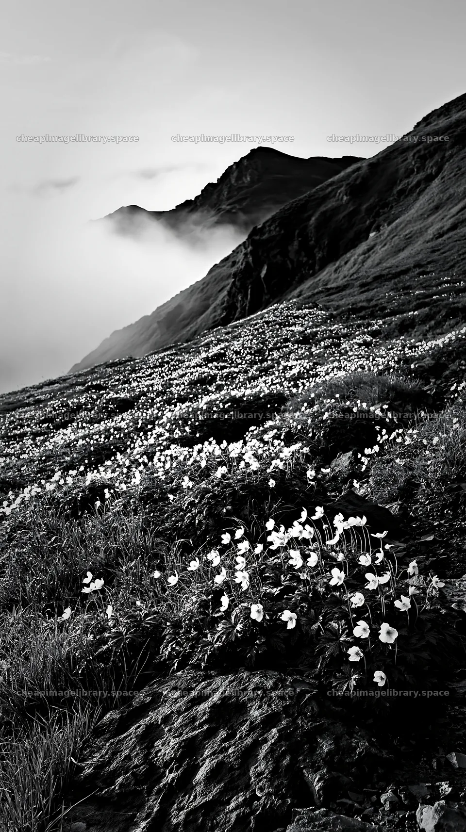 Toyama alpine meadow snowmelt rock foreground with flowers – image library 5938x10608