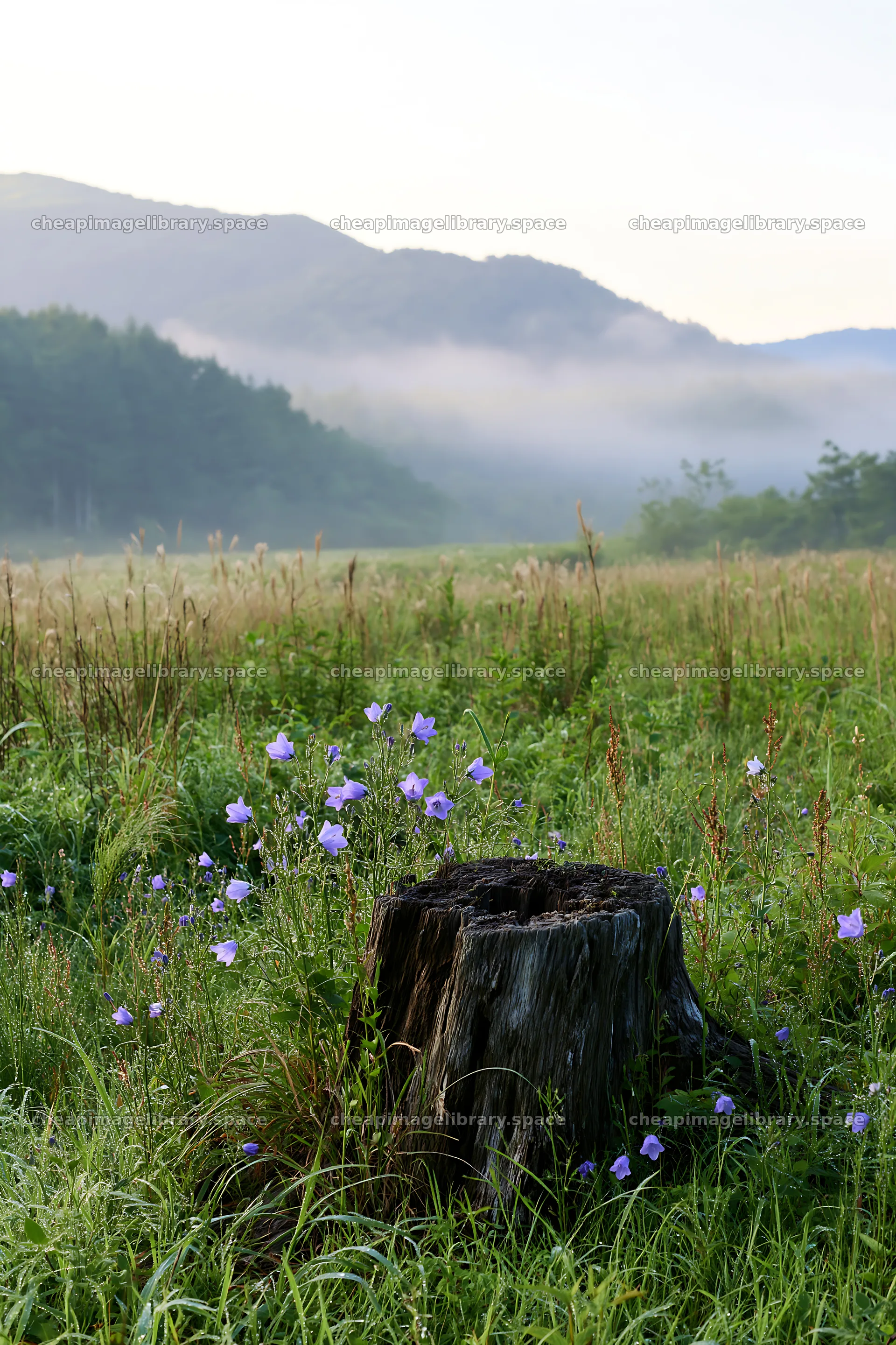 Fukushima native meadow with weathered stump – image library 6480x9722