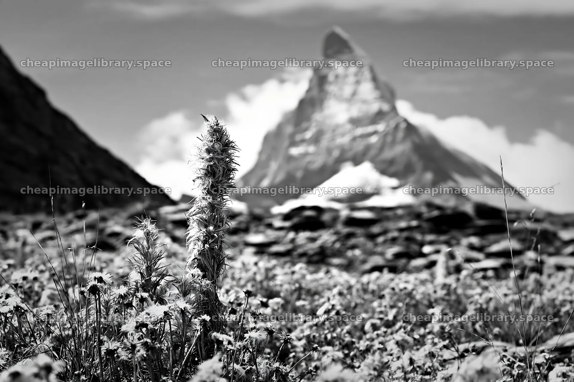 Matterhorn alpine wildflower meadow in black and white – image library 9722x6480