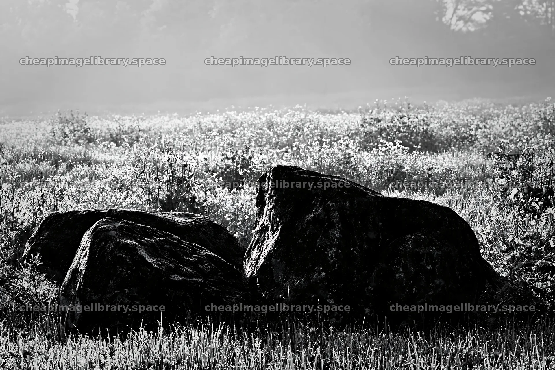 Kyoto spring wildflower meadow stone foreground – image library 9722x6480