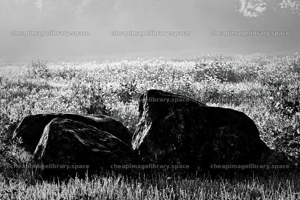 Kyoto spring wildflower meadow stone foreground – image library 9722x6480