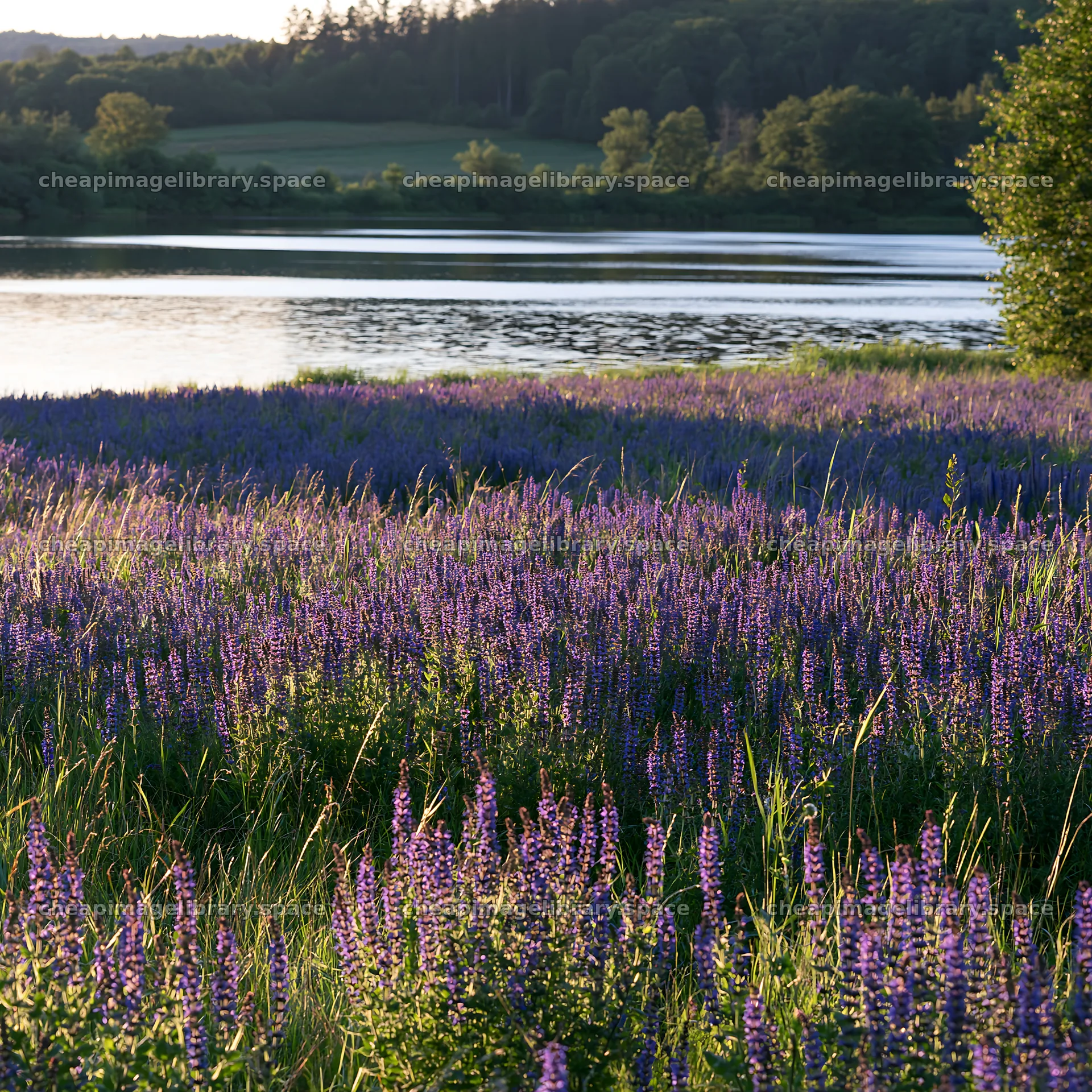 Lakeside meadow with purple flowers at sunset in Germany – image library 7938x7938
