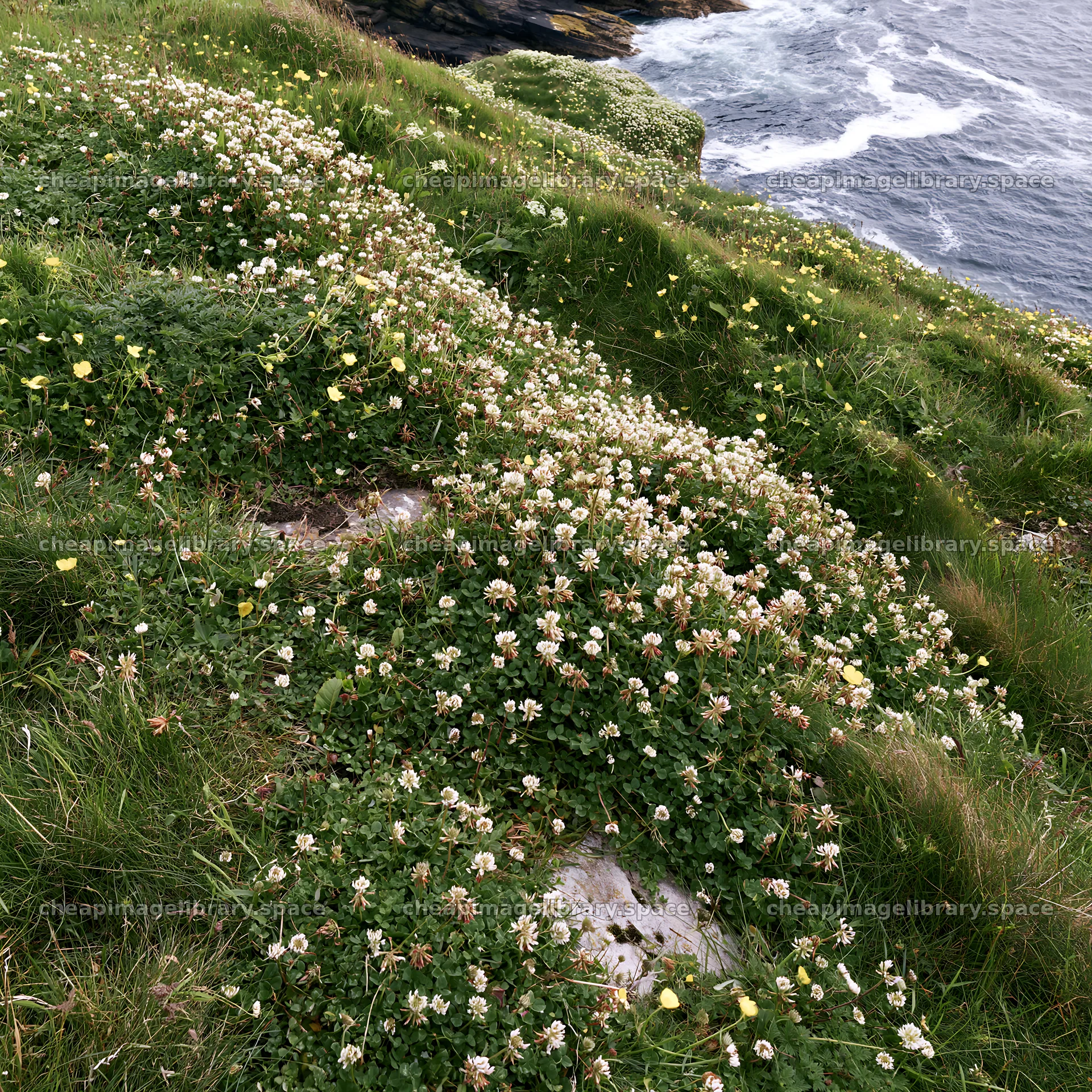 Clifftop meadow with wildflowers near the ocean – image library 7938x7938