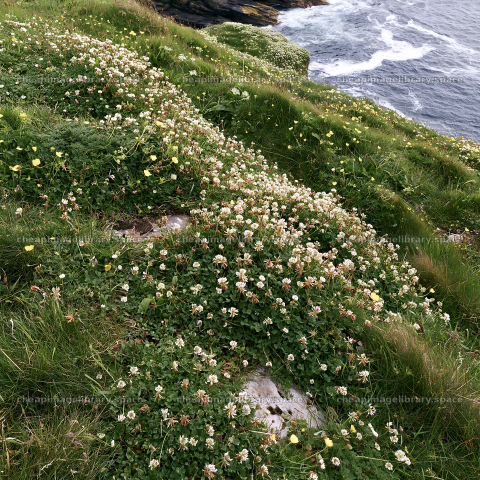Clifftop meadow with wildflowers near the ocean – image library 7938x7938