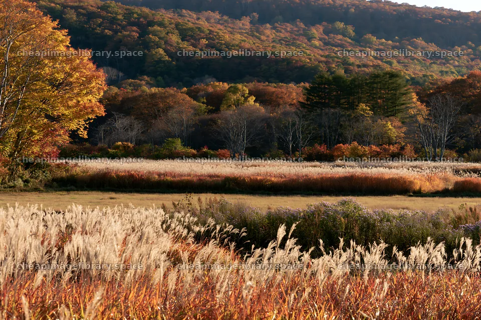Iwate rain refreshed meadow seedhead foreground – image library 9722x6480