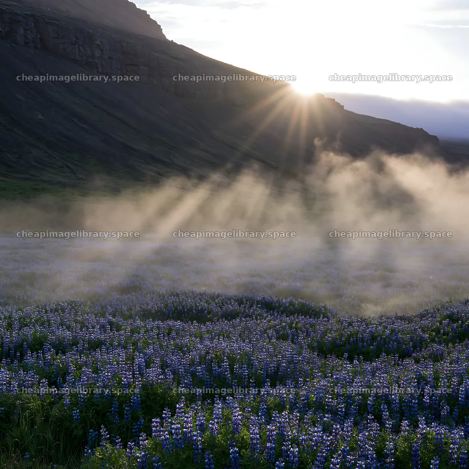 Crepuscular rays over a meadow with blooming flowers – image library 7938x7938