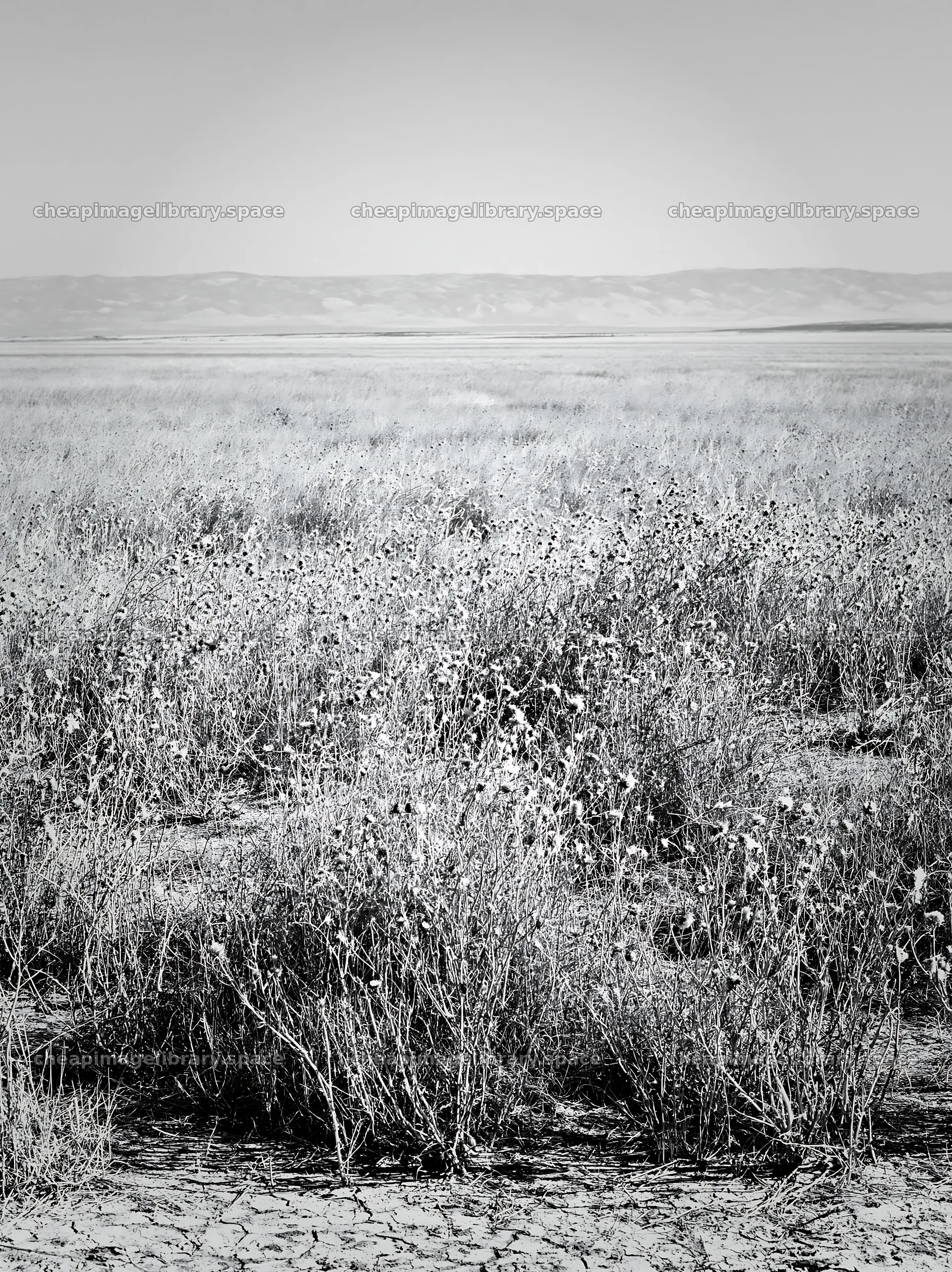 Drought-tolerant meadow with dry grasses and distant hills – image library 6866x9174