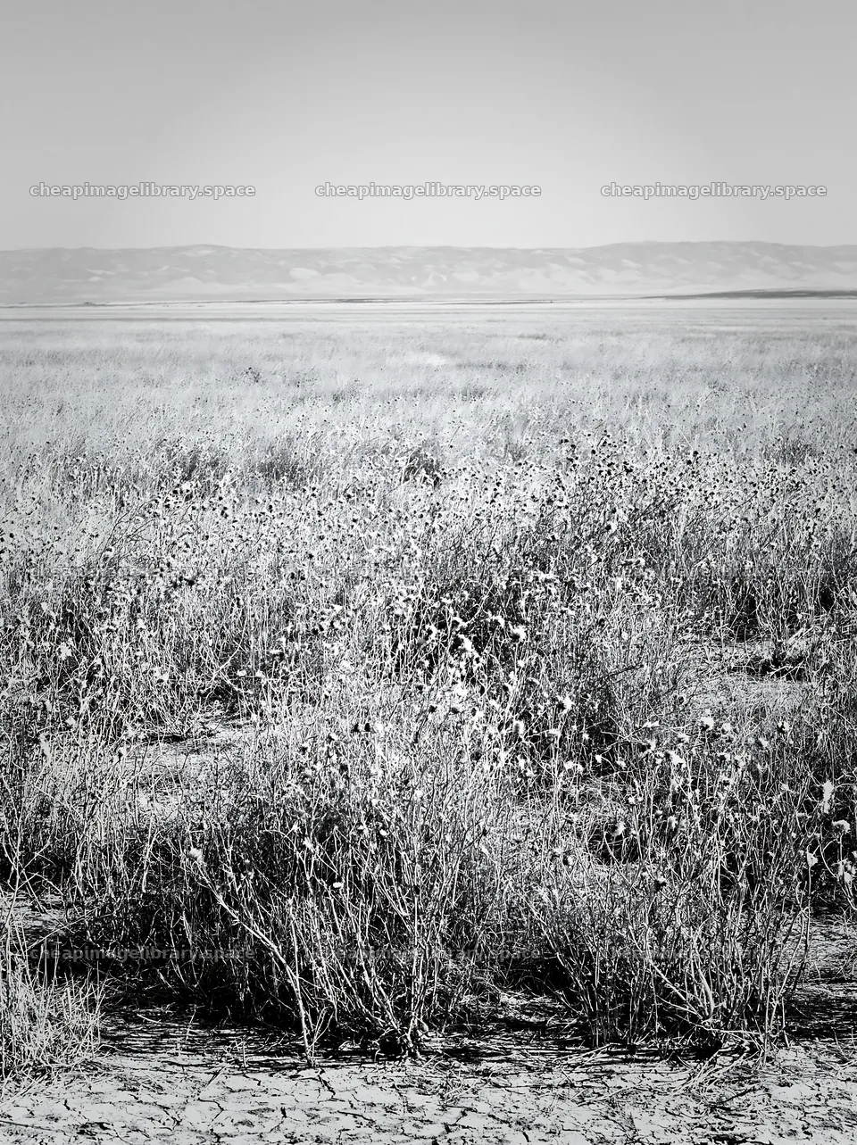 Drought-tolerant meadow with dry grasses and distant hills – image library 6866x9174
