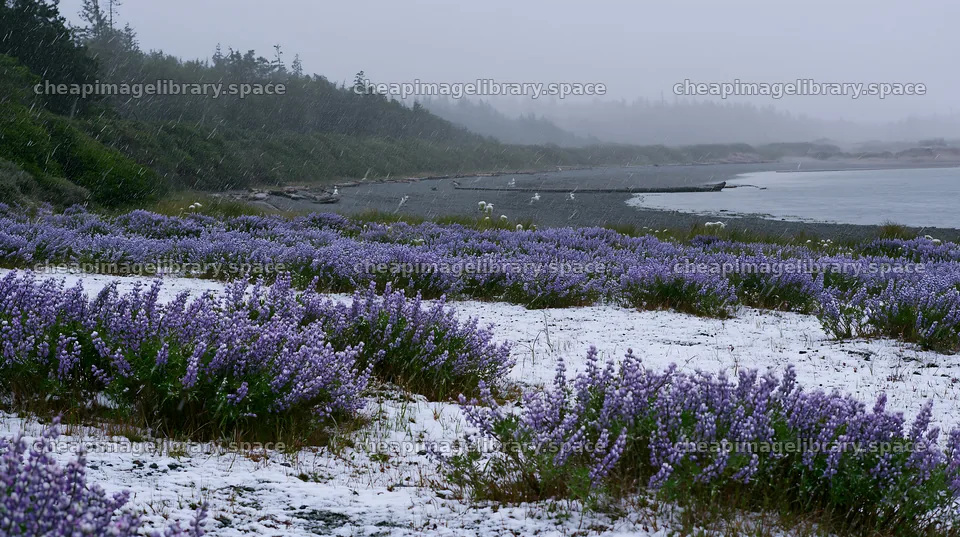 Snowy beach meadow with flowers on a cold day – image library 10608x5938