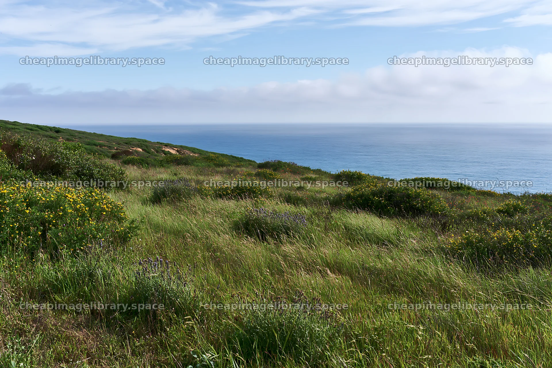 Meadow overlooking the Atlantic coast in Portugal – image library 9722x6480
