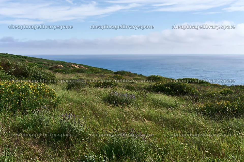 Meadow overlooking the Atlantic coast in Portugal – image library 9722x6480