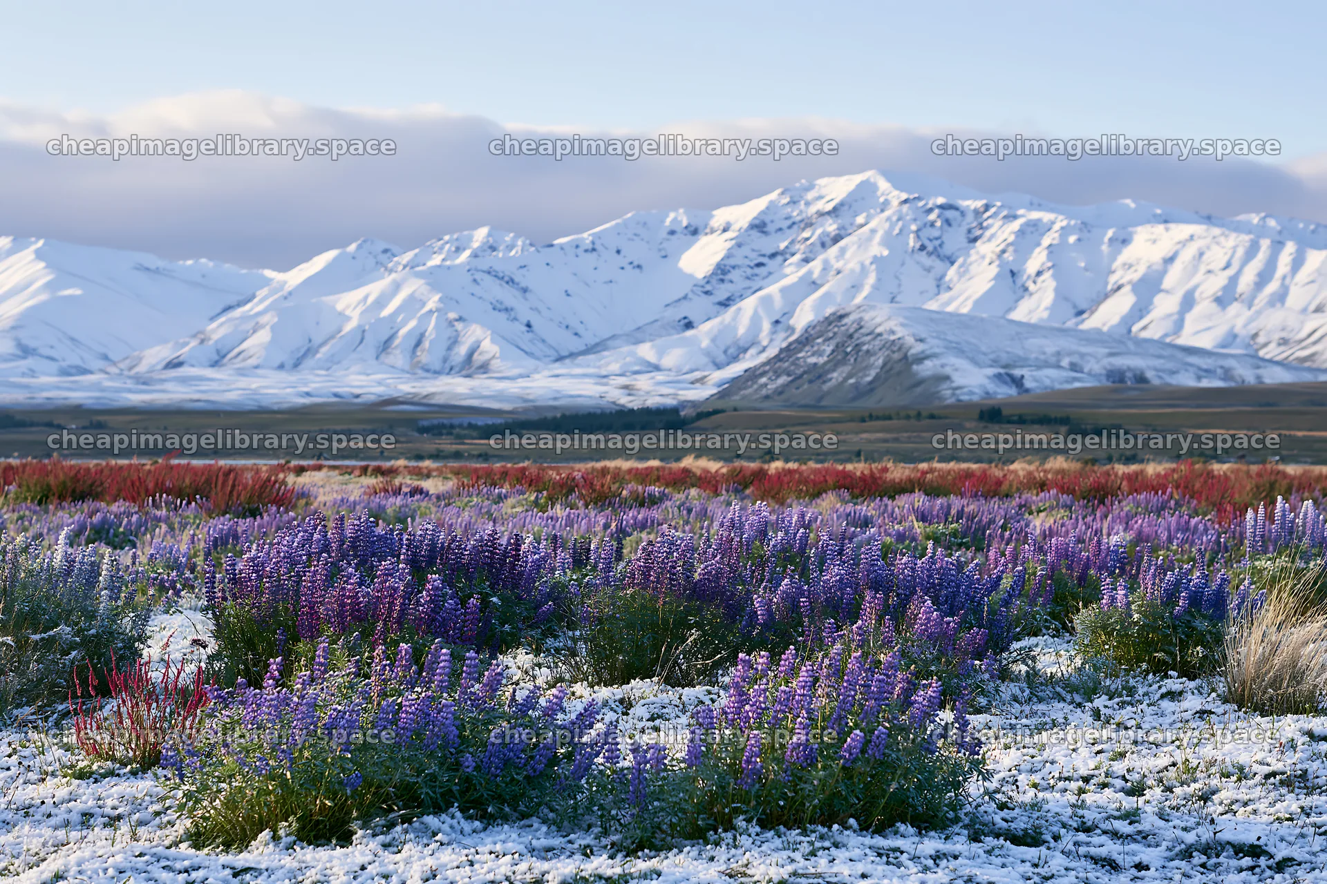 Lake Tekapo meadow snowy alps – image library 9722x6480