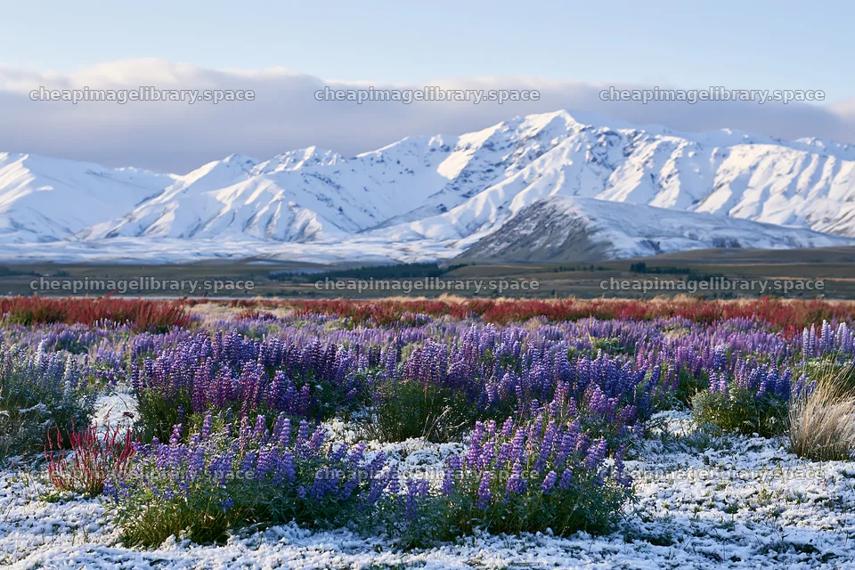 Lake Tekapo meadow snowy alps – image library 9722x6480