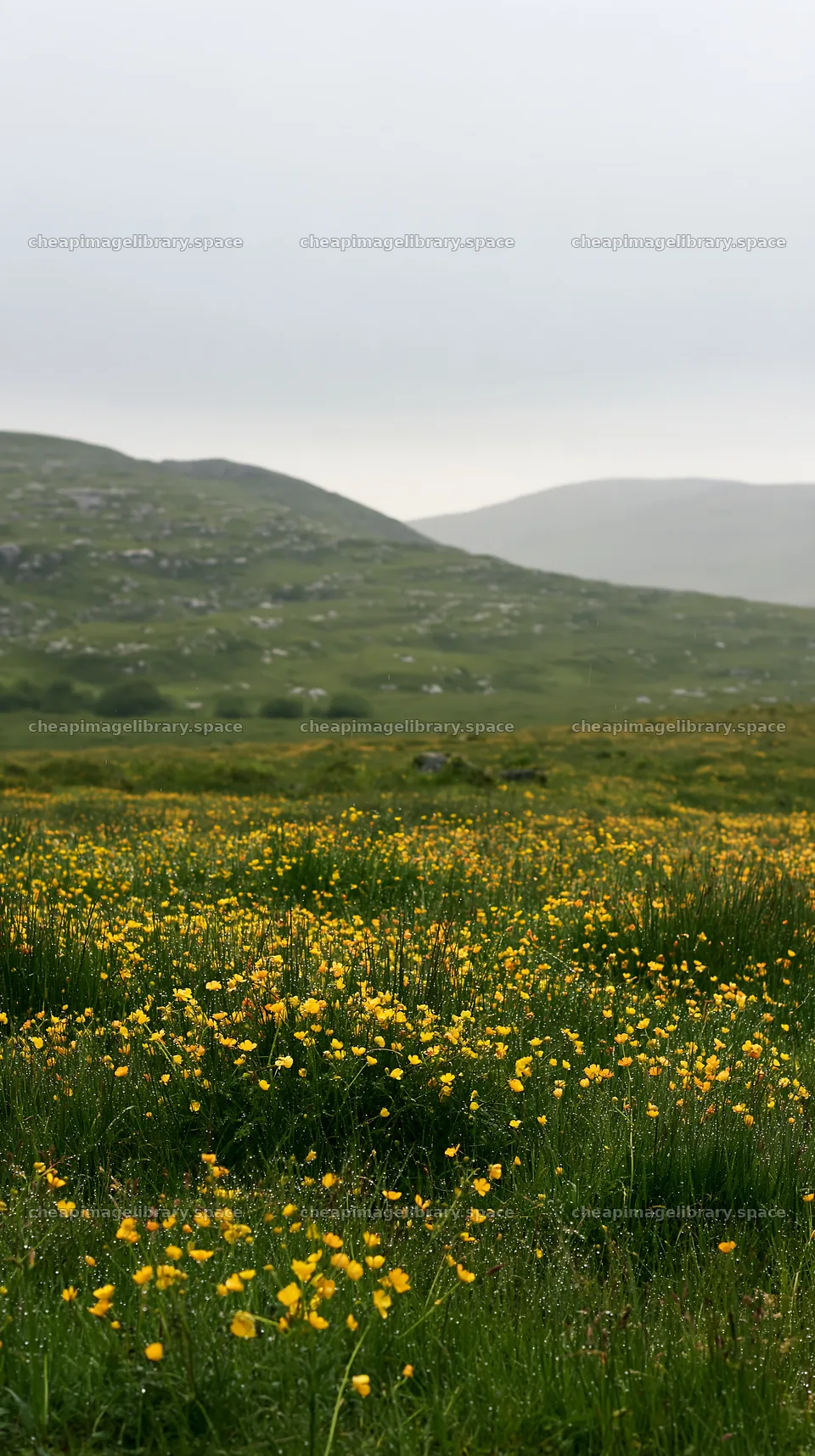 Colorful buttercup meadow in a rural setting – image library 5938x10608
