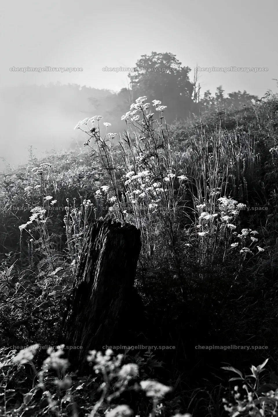 Fukushima native meadow with weathered stump in soft morning light – image library 6480x9722