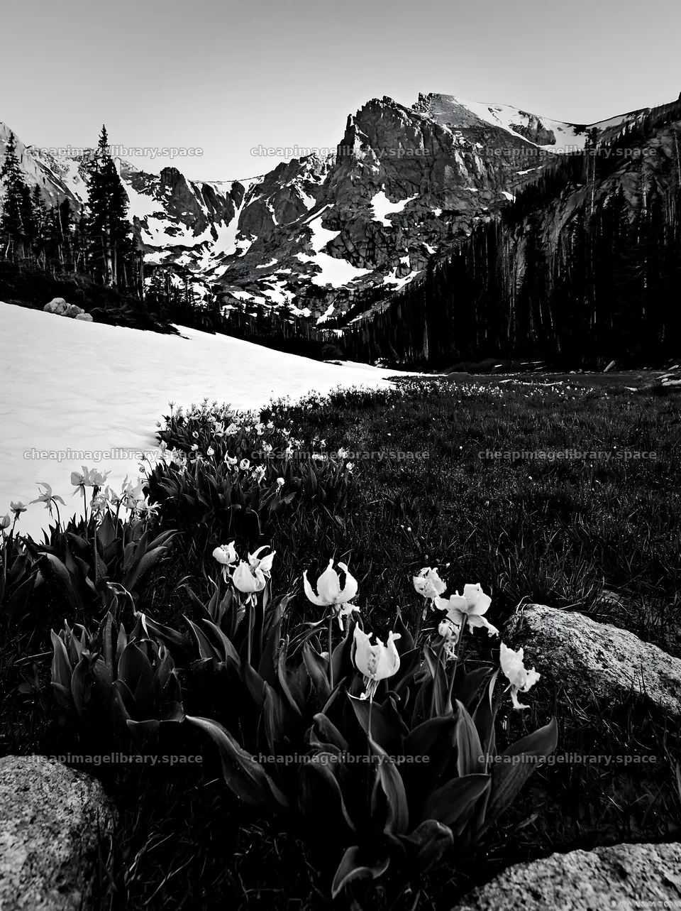 Snowmelt meadow with flowers near mountain landscape – image library 6866x9174