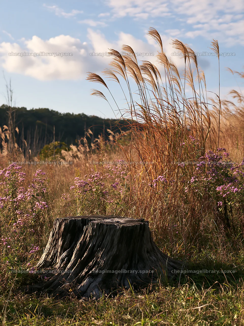 Fukushima native meadow with weathered stump – image library 6866x9174