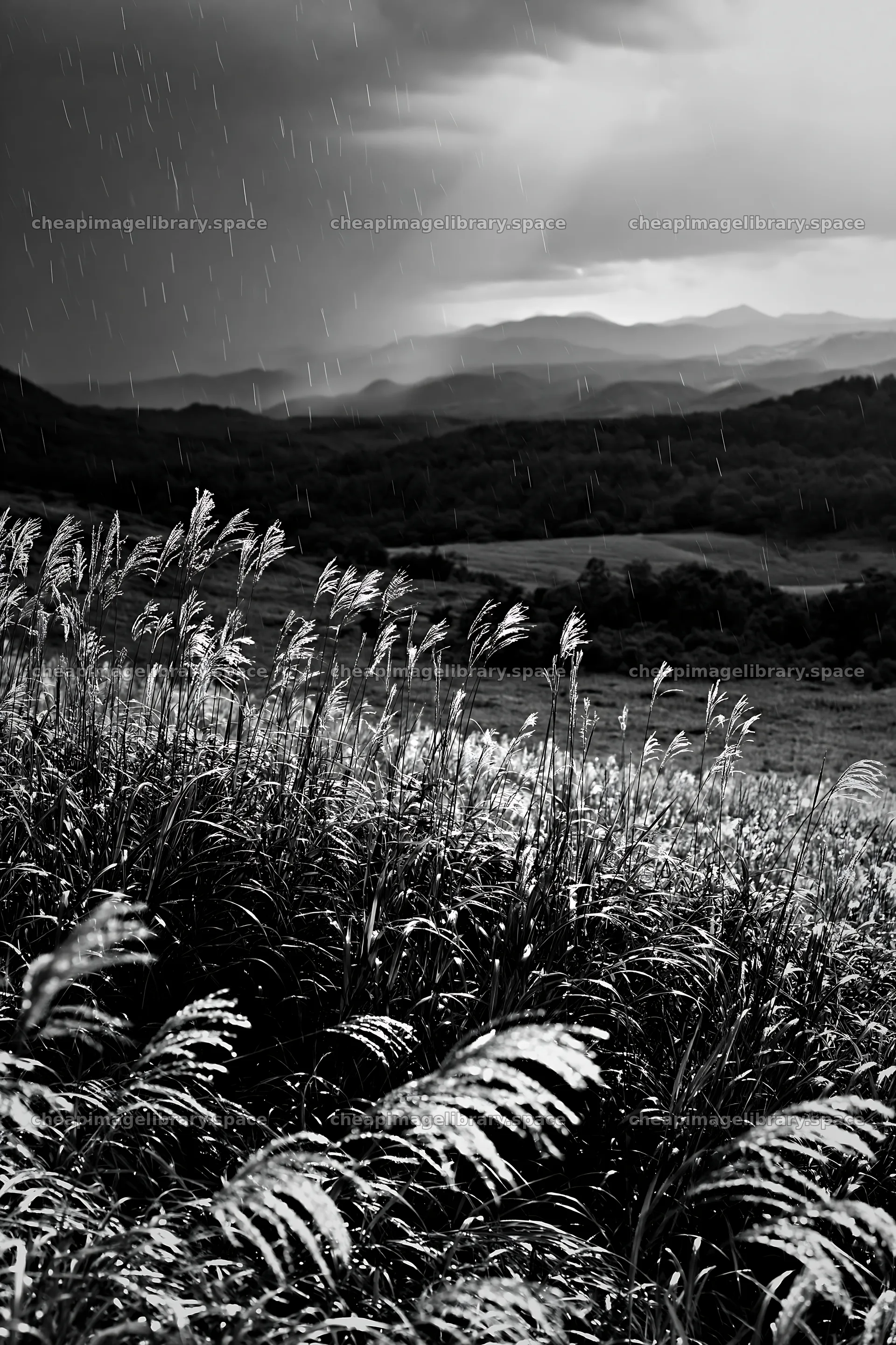 Climate-resilient Hokkaido silver grass meadow seedheads in rain – image library 6480x9722