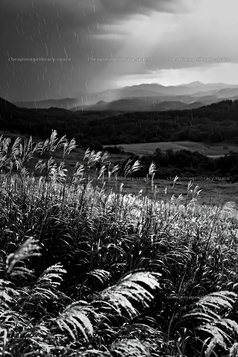 Climate-resilient Hokkaido silver grass meadow seedheads in rain – image library 6480x9722