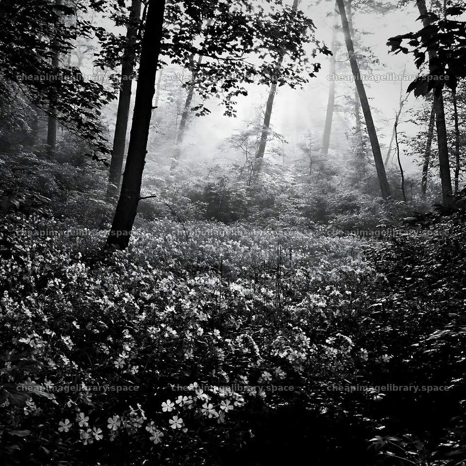 Misty forest meadow with blue flowers and sunlight – image library 7938x7938