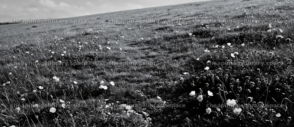Sunny chalk meadow with flowers and open sky – image library 12094x5210