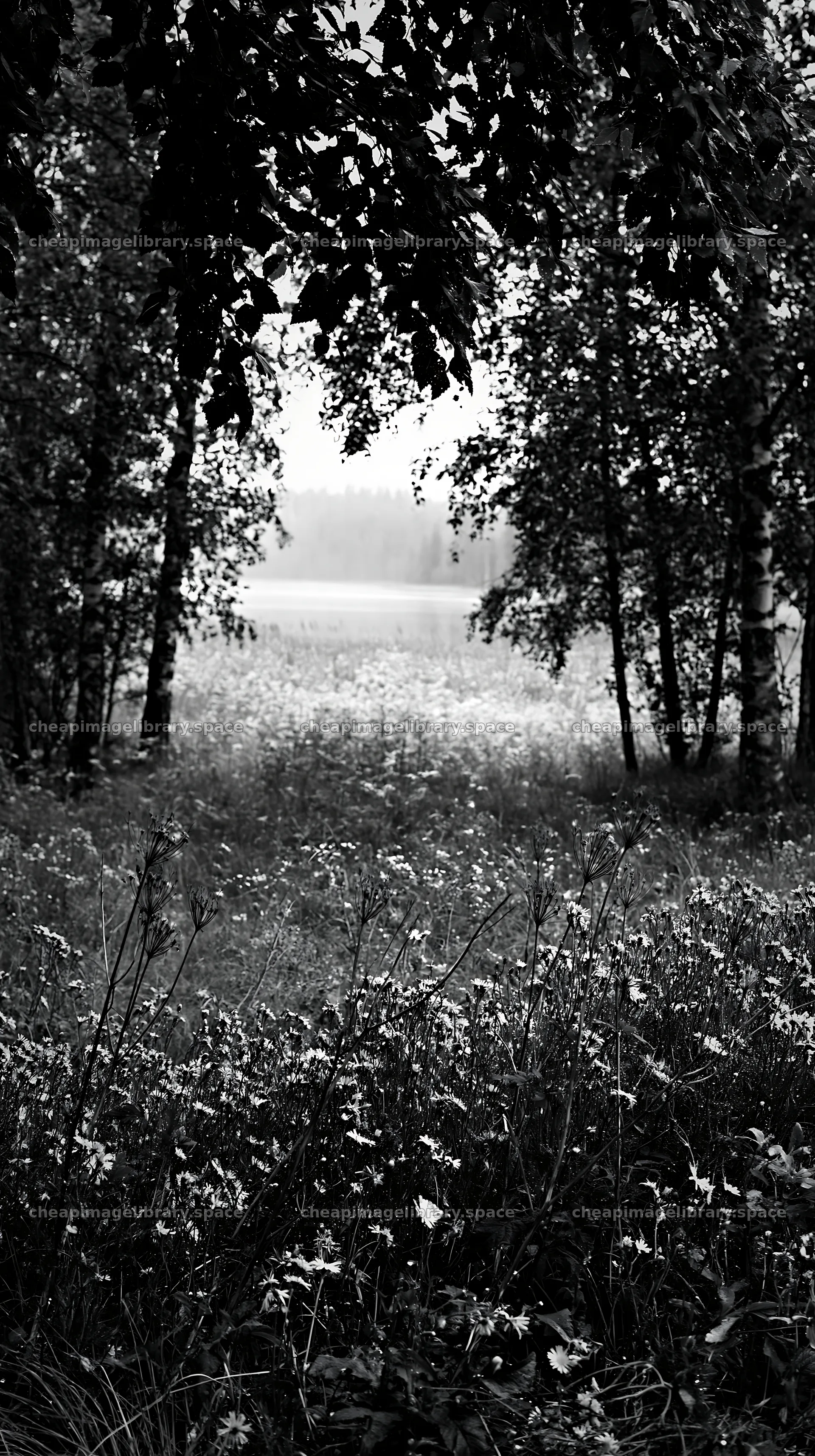 Meadow beneath birch woodland with flowers and soft light – image library 5938x10608