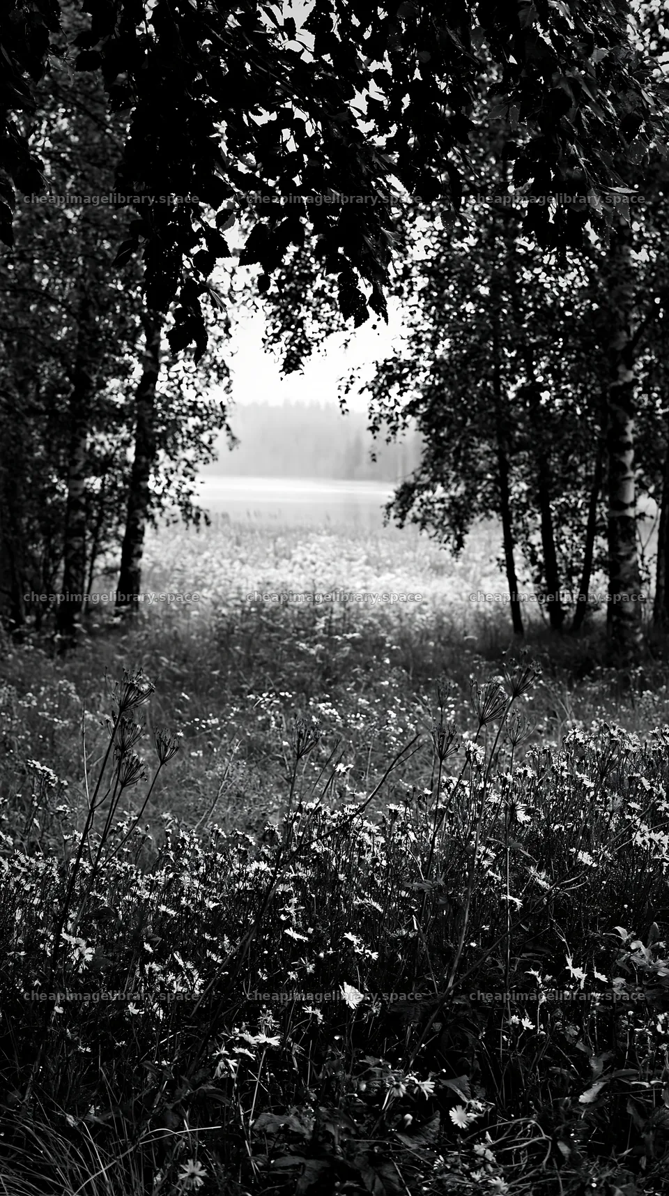 Meadow beneath birch woodland with flowers and soft light – image library 5938x10608