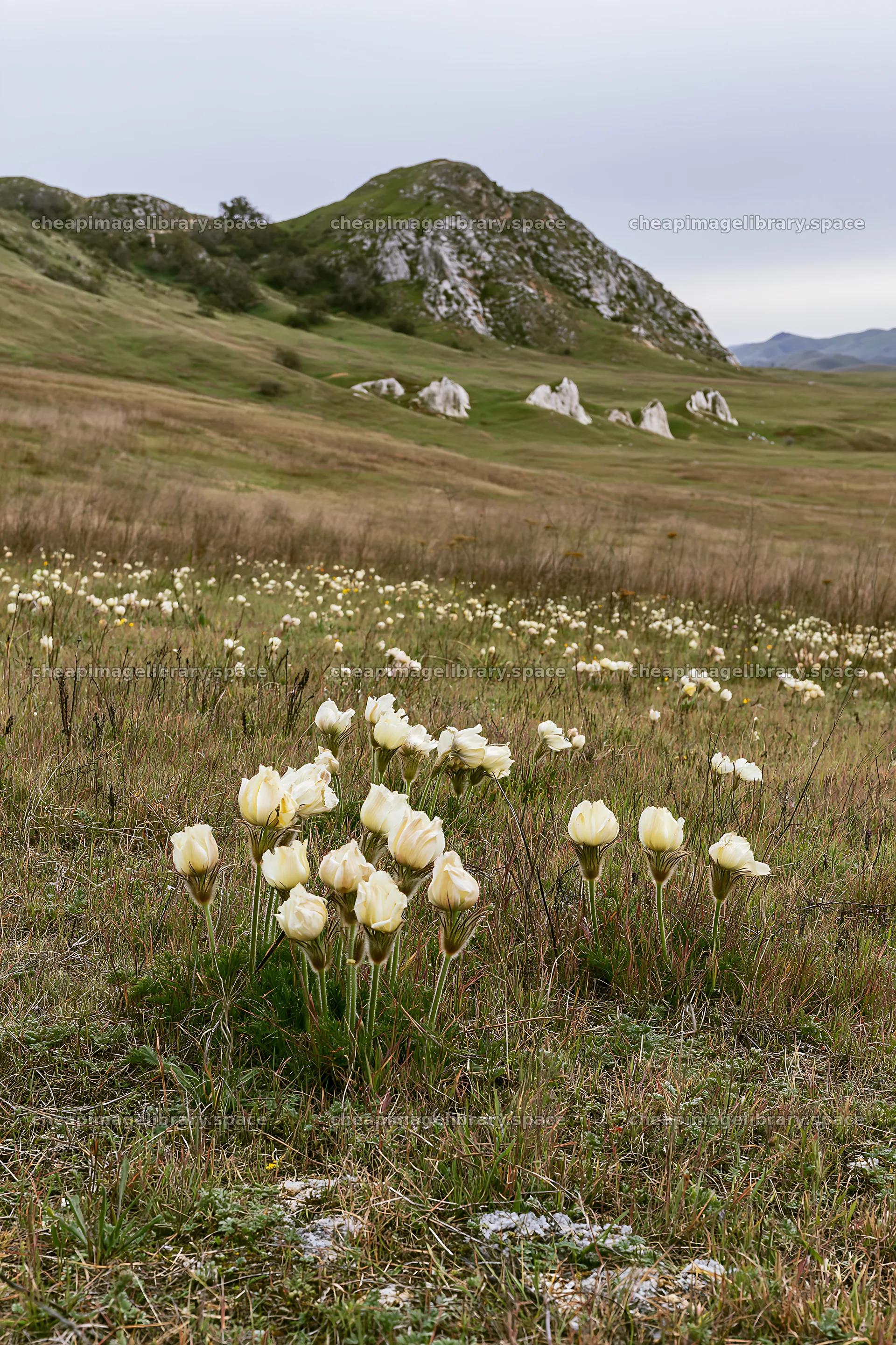 Cloudy calcareous grassland meadow with flowers and hills – image library 6480x9722