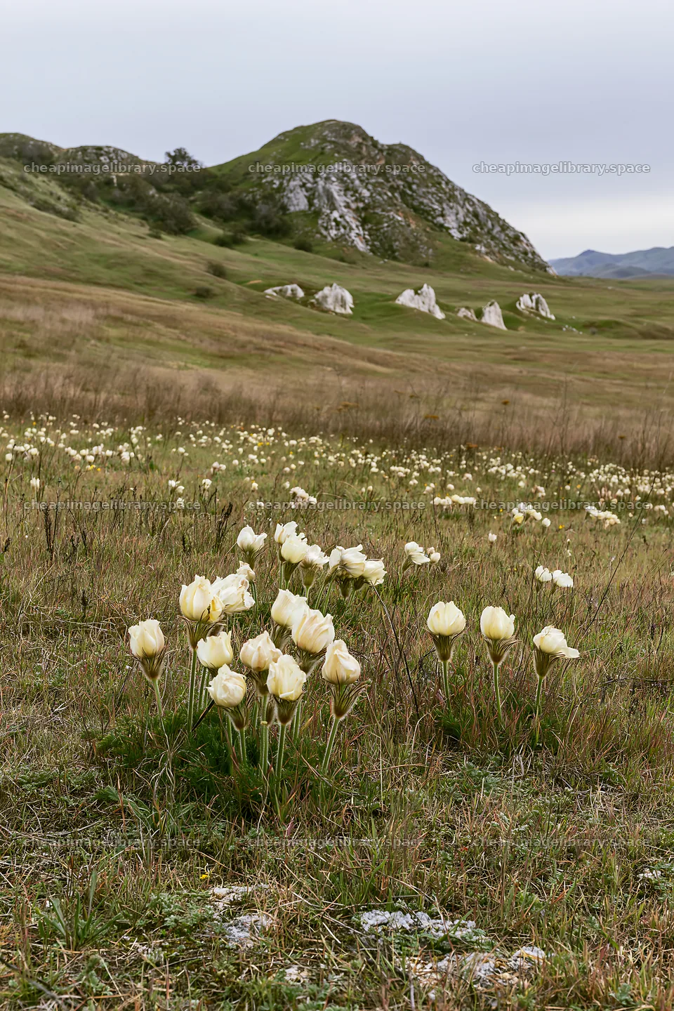 Cloudy calcareous grassland meadow with flowers and hills – image library 6480x9722
