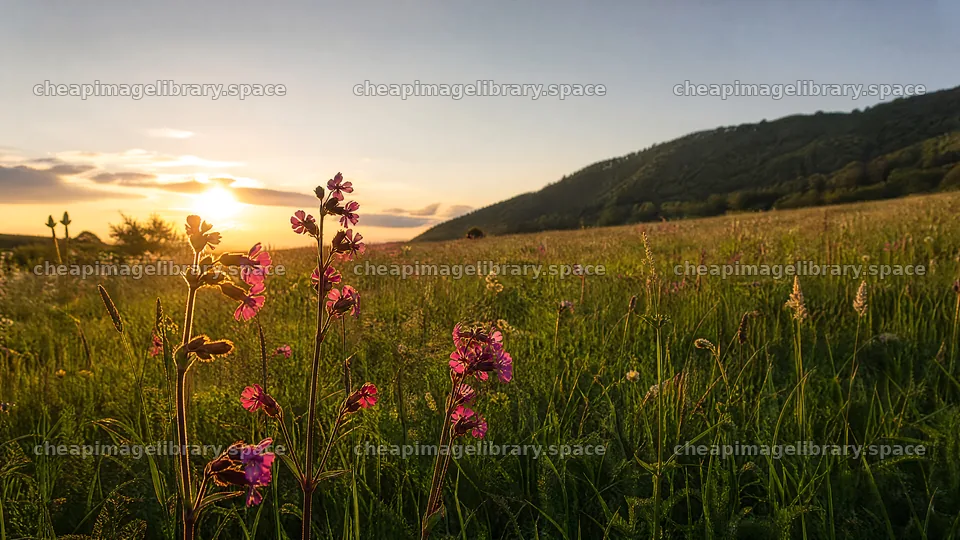 Campion bellflower meadow with sunset in the background – image library 10584x5952