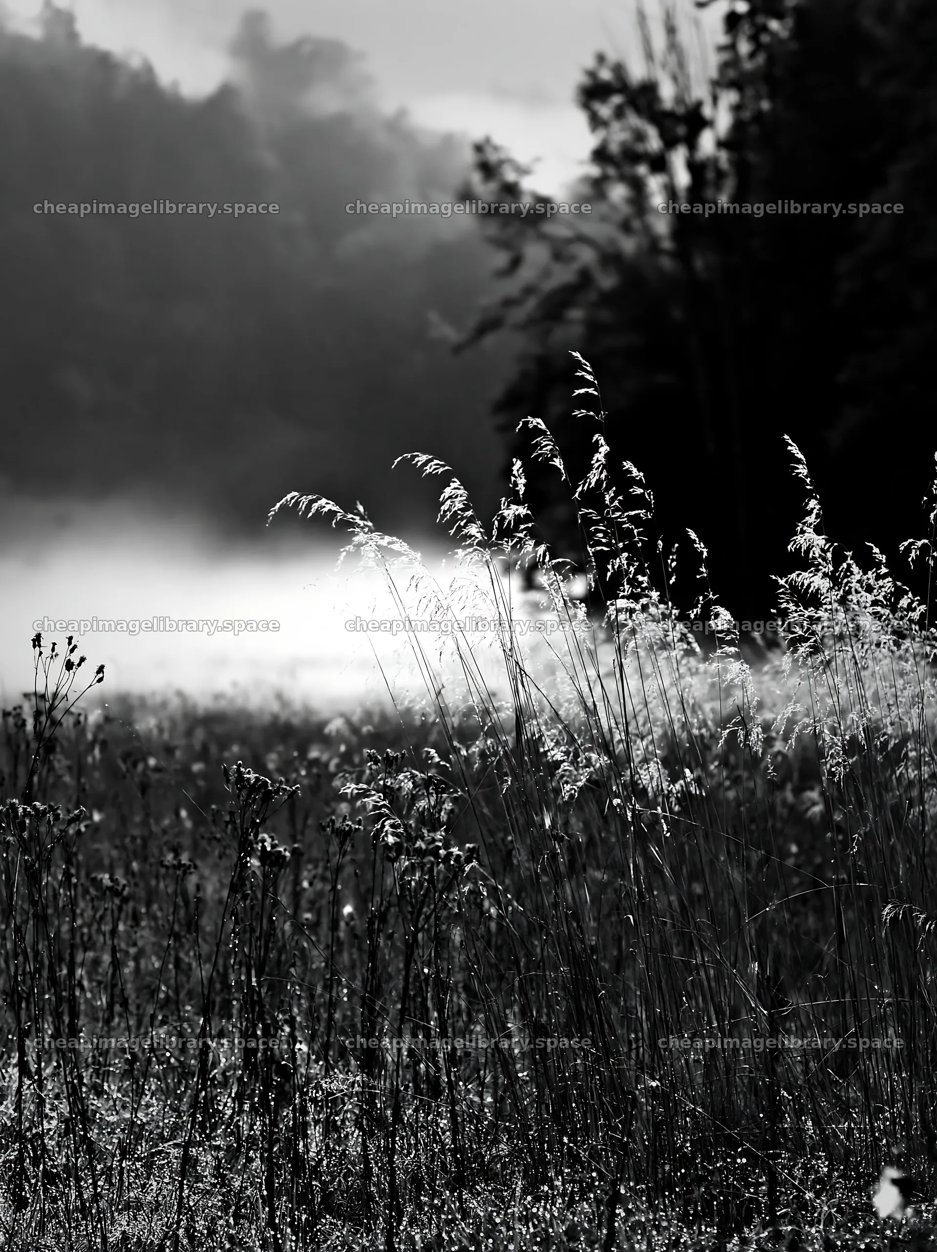 Meadow with seedheads in misty morning light – image library 6866x9174