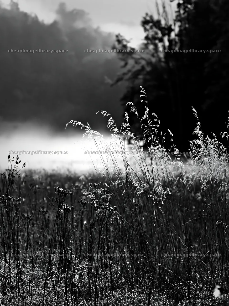 Meadow with seedheads in misty morning light – image library 6866x9174