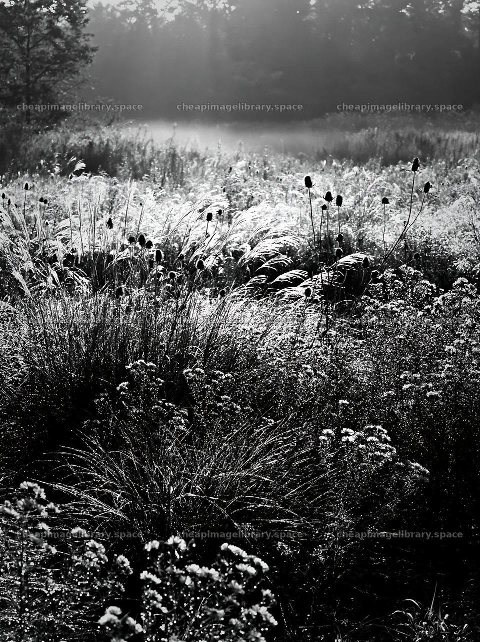 Tokyo urban biodiversity meadow with seedheads in morning light – image library 6866x9174