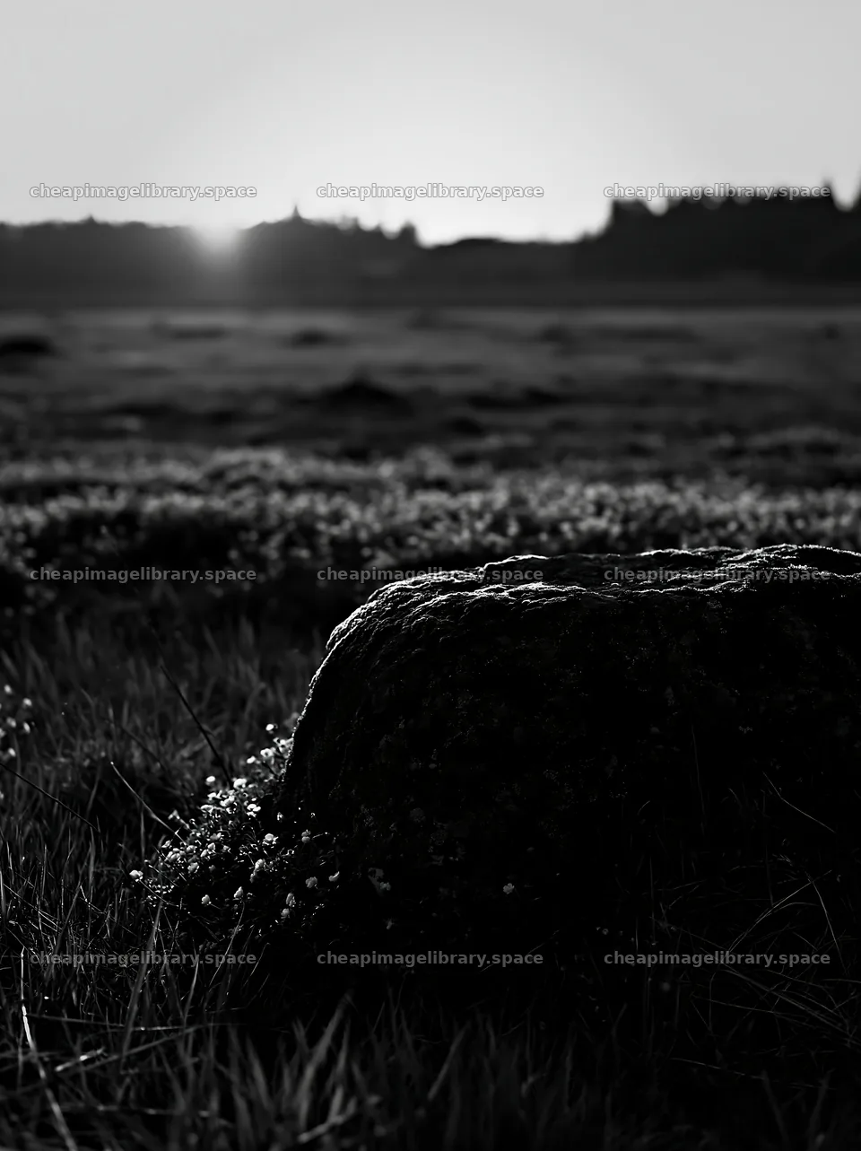 Miyagi spring recovery meadow mossy stone at sunset – image library 6866x9174