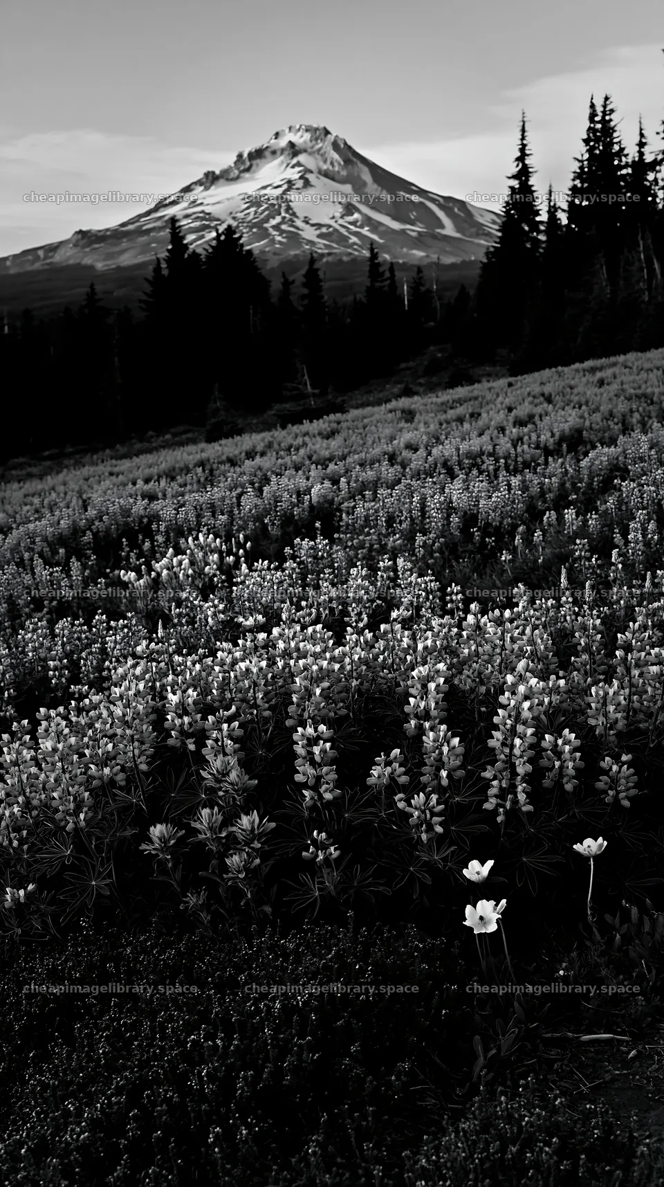 Colorful lupine meadow with mountain view at sunset – image library 5938x10608