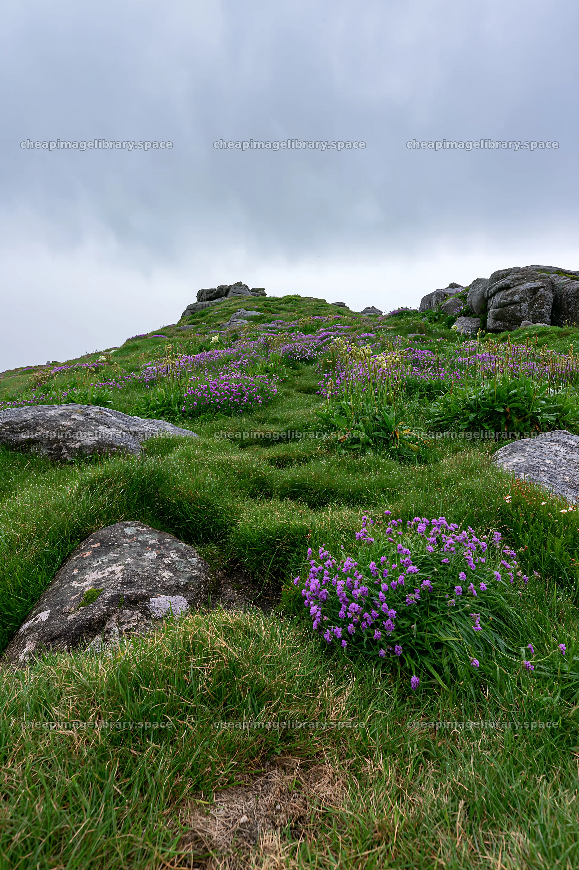 Coastal cliff meadow with green grass and purple flowers – image library 6480x9722