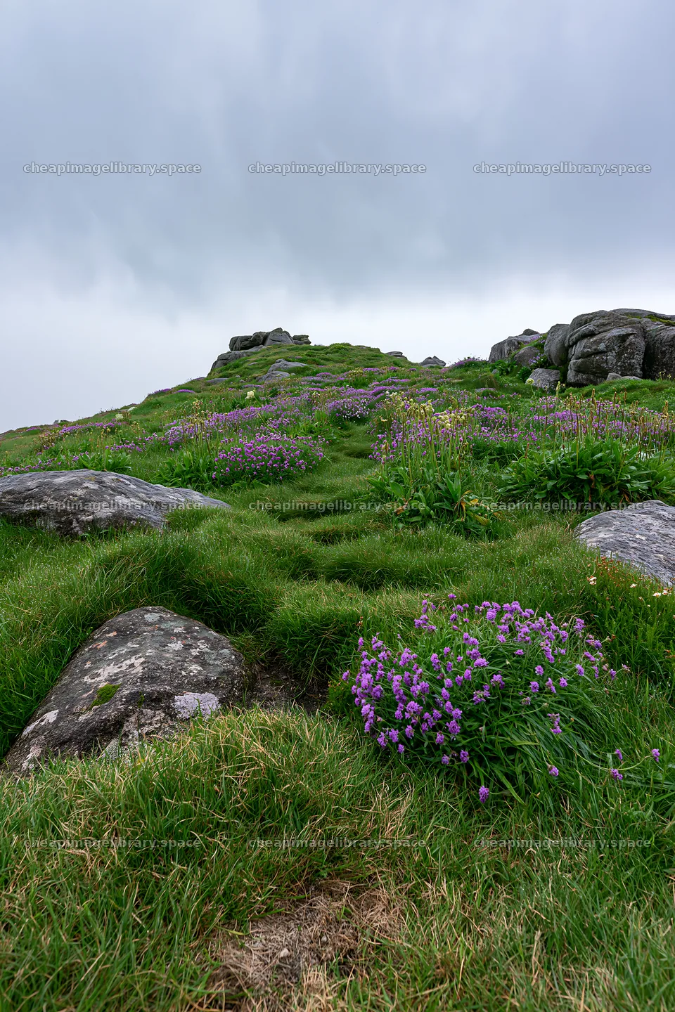 Coastal cliff meadow with green grass and purple flowers – image library 6480x9722