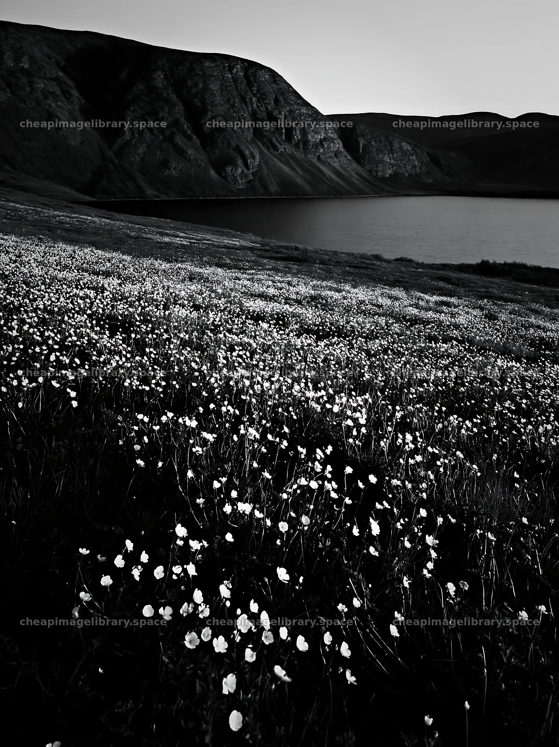 Colorful buttercup meadow by the lake in black and white – image library 6866x9174