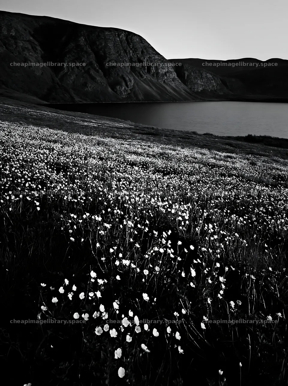Colorful buttercup meadow by the lake in black and white – image library 6866x9174