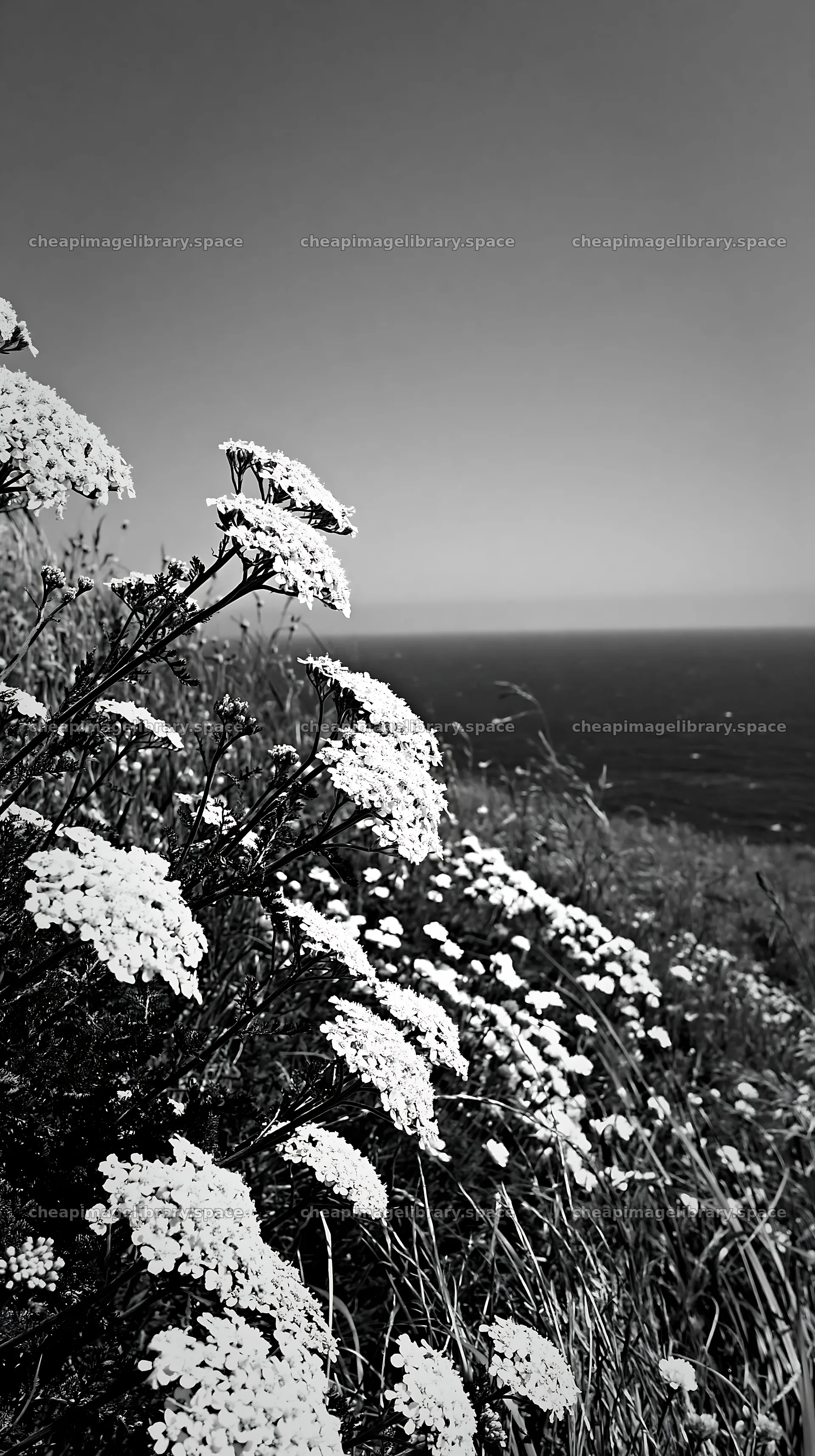 Yarrow meadow bloom along the coastline under a clear sky – image library 5938x10608