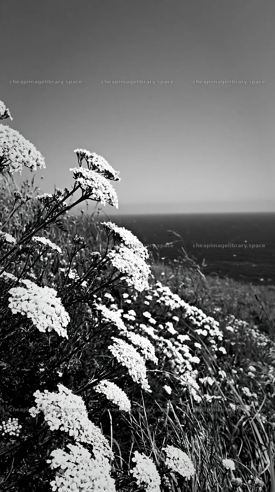 Yarrow meadow bloom along the coastline under a clear sky – image library 5938x10608