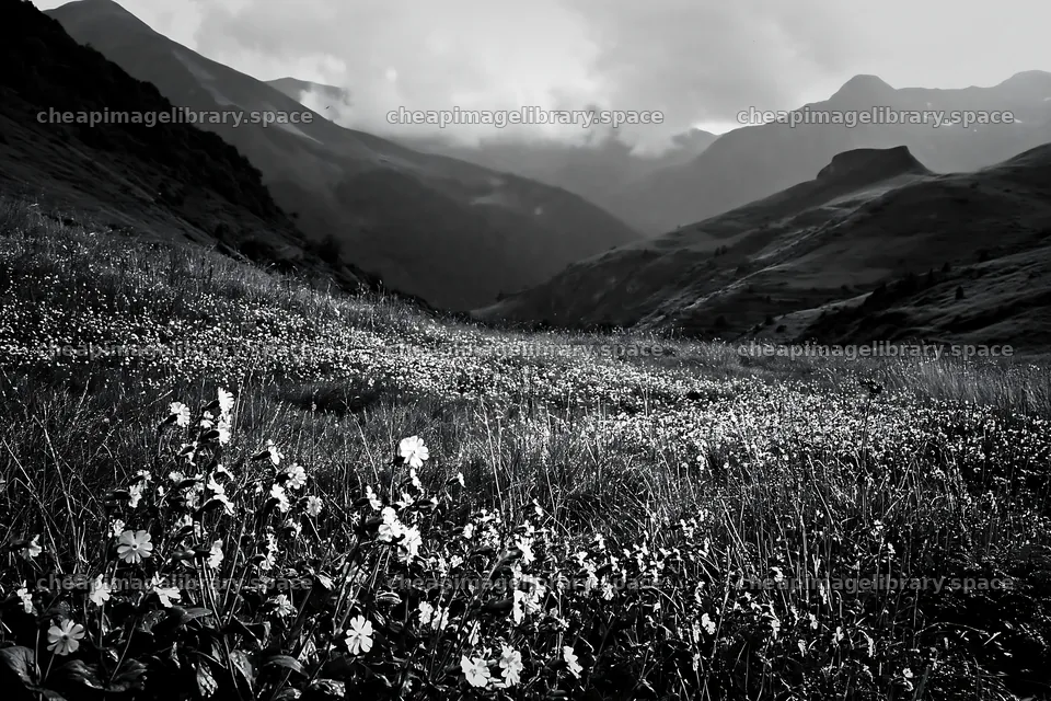 French meadow below Pyrenees mountains with flowers and clouds – image library 9722x6480