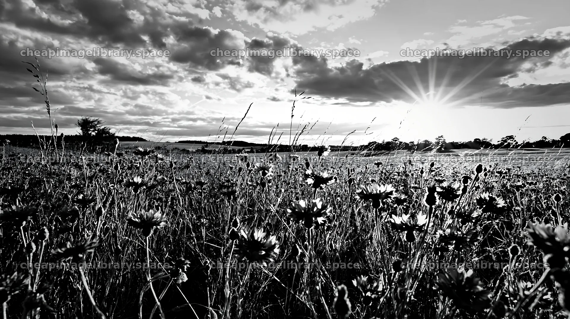 Cornflower meadow website header image at sunset – image library 10608x5938