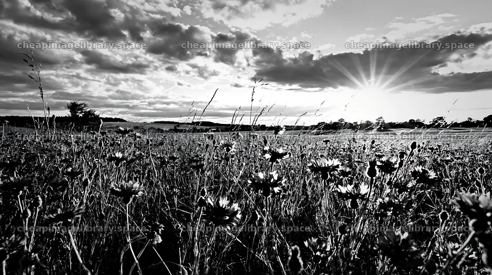 Cornflower meadow website header image at sunset – image library 10608x5938