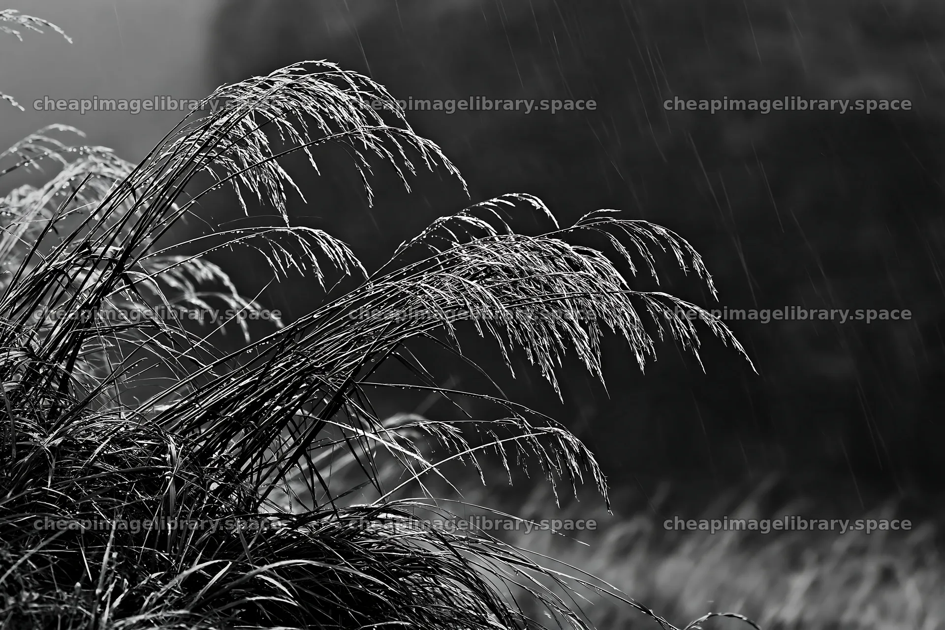 Meadow grass seedheads swaying in the wind – image library 9722x6480