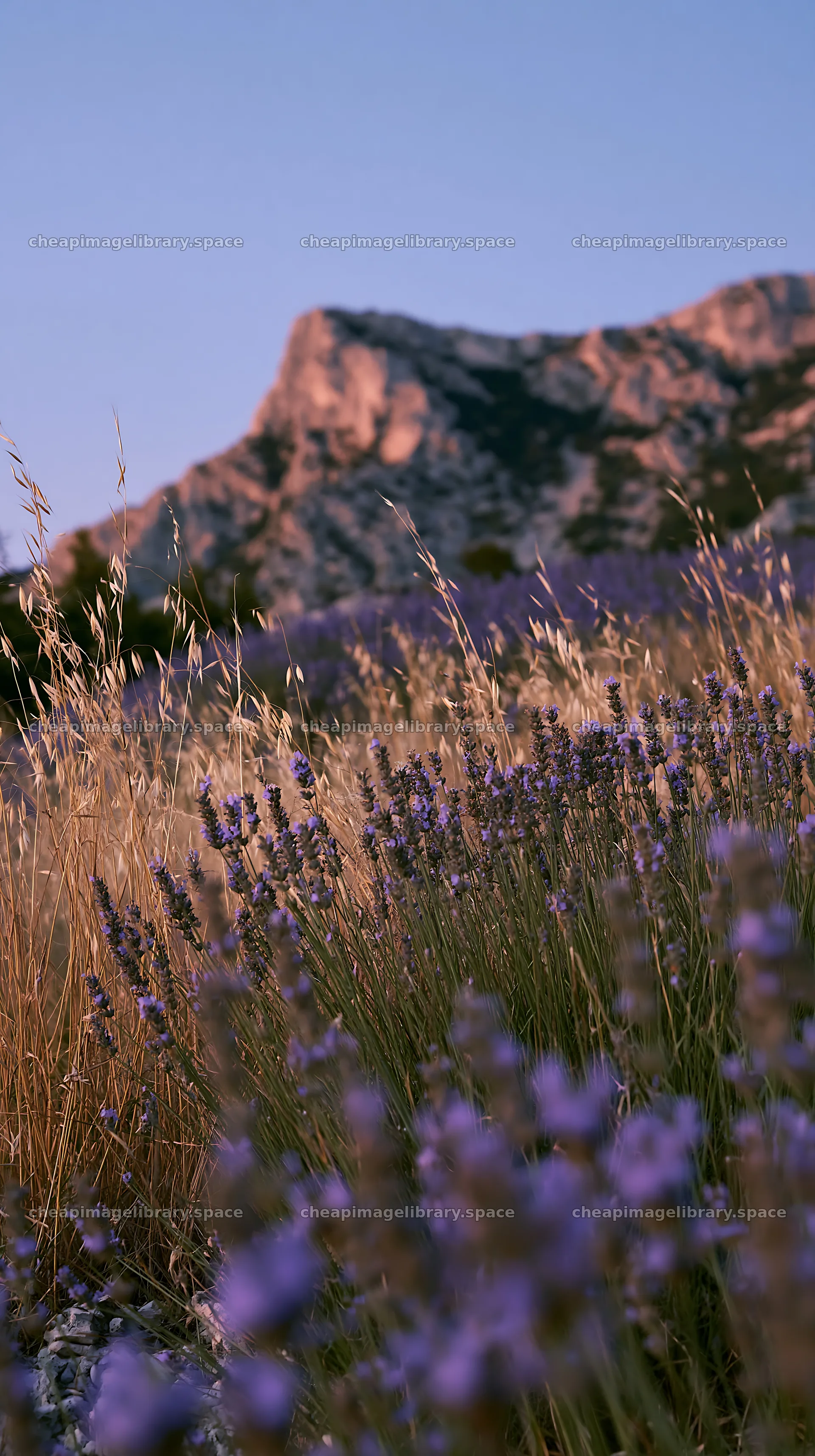 Drought-tolerant meadow with flowers and mountains in the background – image library 5938x10608