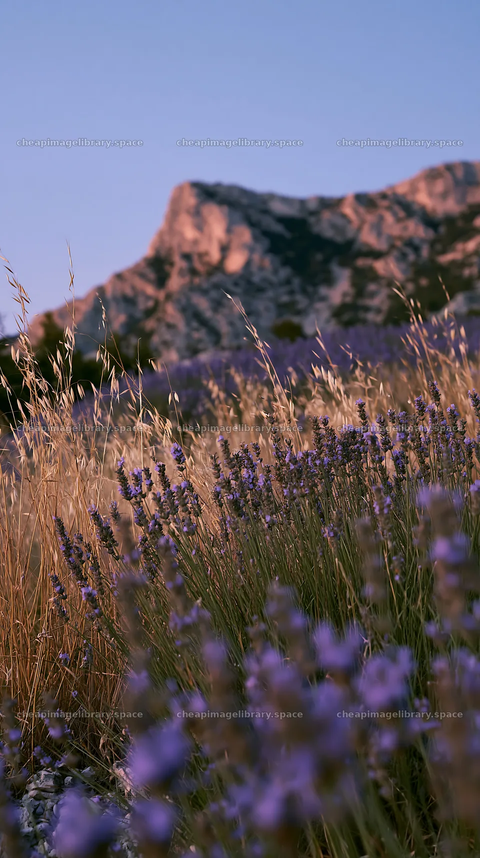 Drought-tolerant meadow with flowers and mountains in the background – image library 5938x10608